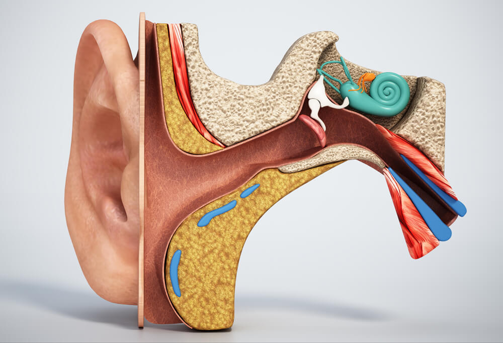 画像：iStock.com/adventtr