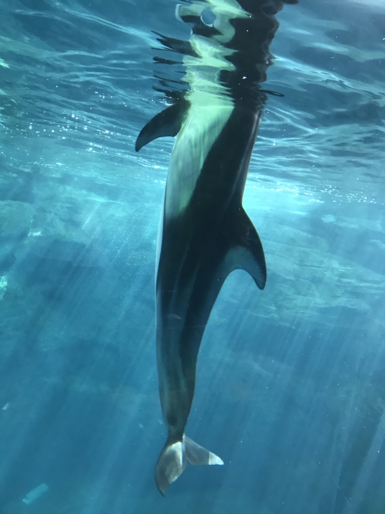 f:id:evenscho:20170614124428j:plain