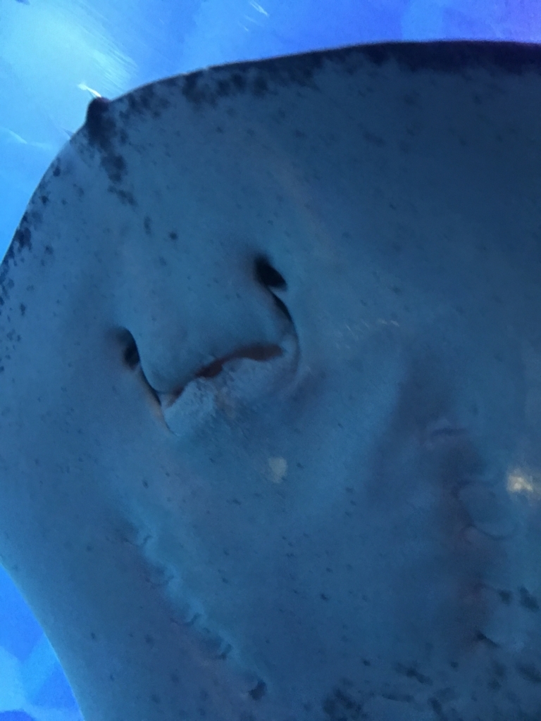 f:id:evenscho:20170614173525j:plain