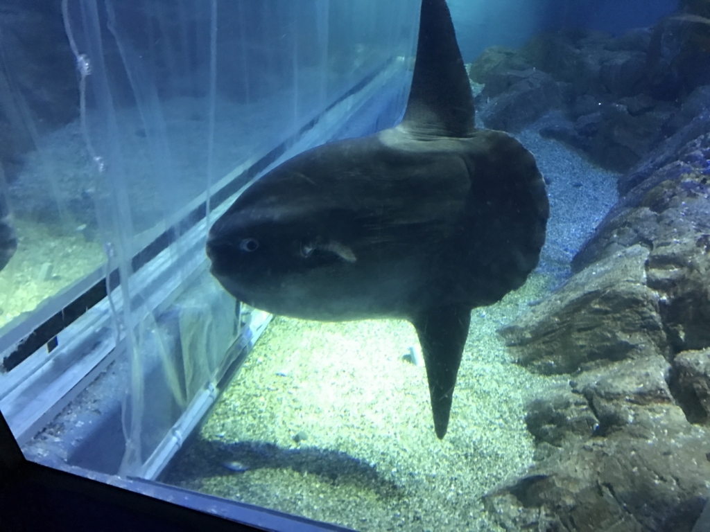 f:id:evenscho:20170614181955j:plain