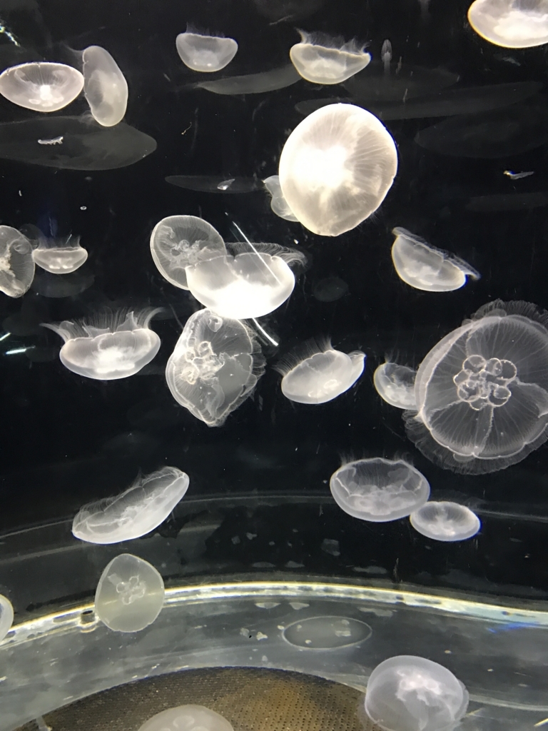 f:id:evenscho:20170614182401j:plain