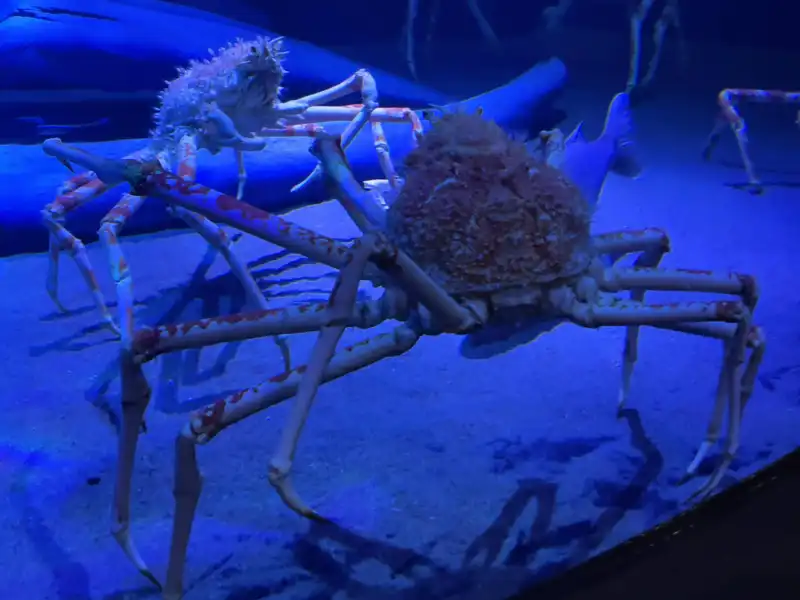 カニ