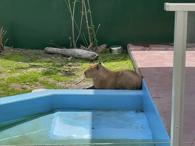 カピバラ