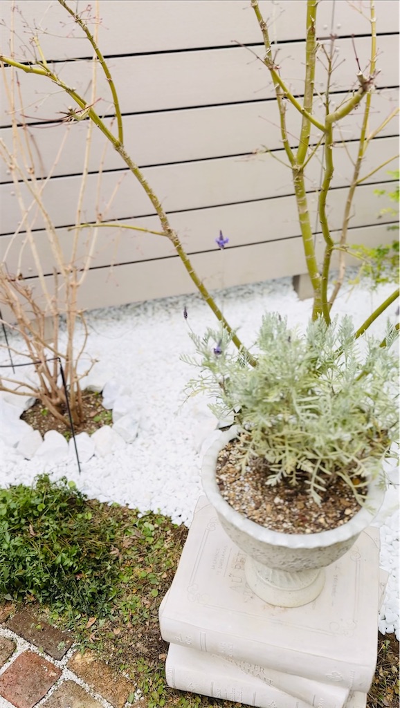 f:id:evergreen104:20250208162401j:image
