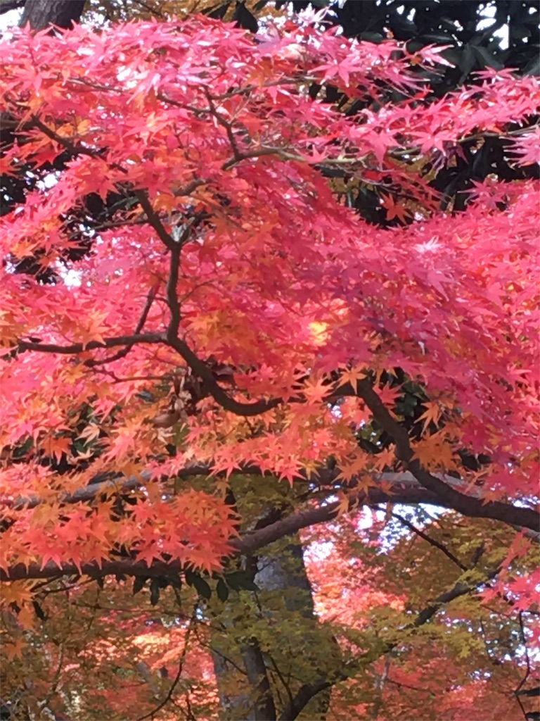f:id:evergreen114:20161204012415j:image