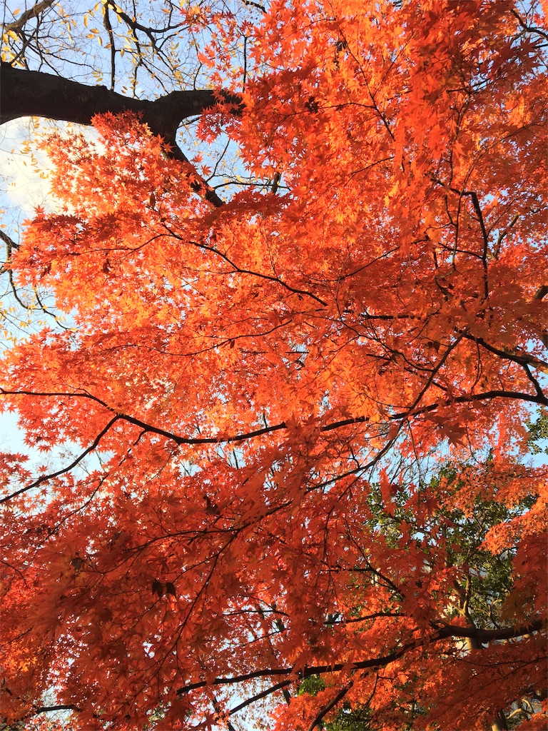 f:id:evergreen114:20161204012450j:image