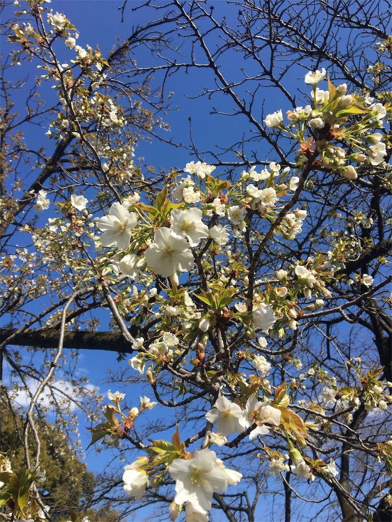 f:id:evergreen114:20170312202223j:image