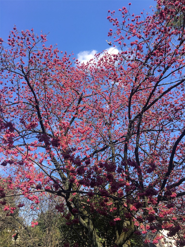 f:id:evergreen114:20170312202243j:image