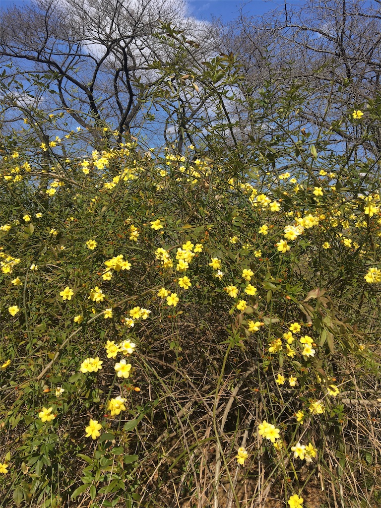 f:id:evergreen114:20170312202457j:image