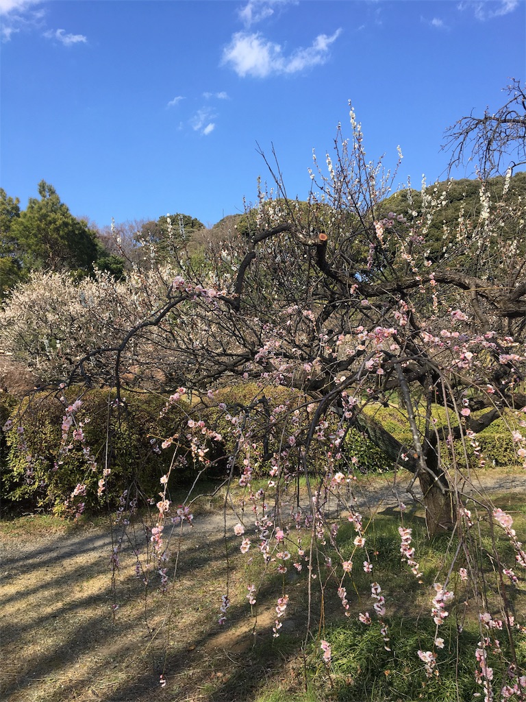 f:id:evergreen114:20170312202512j:image