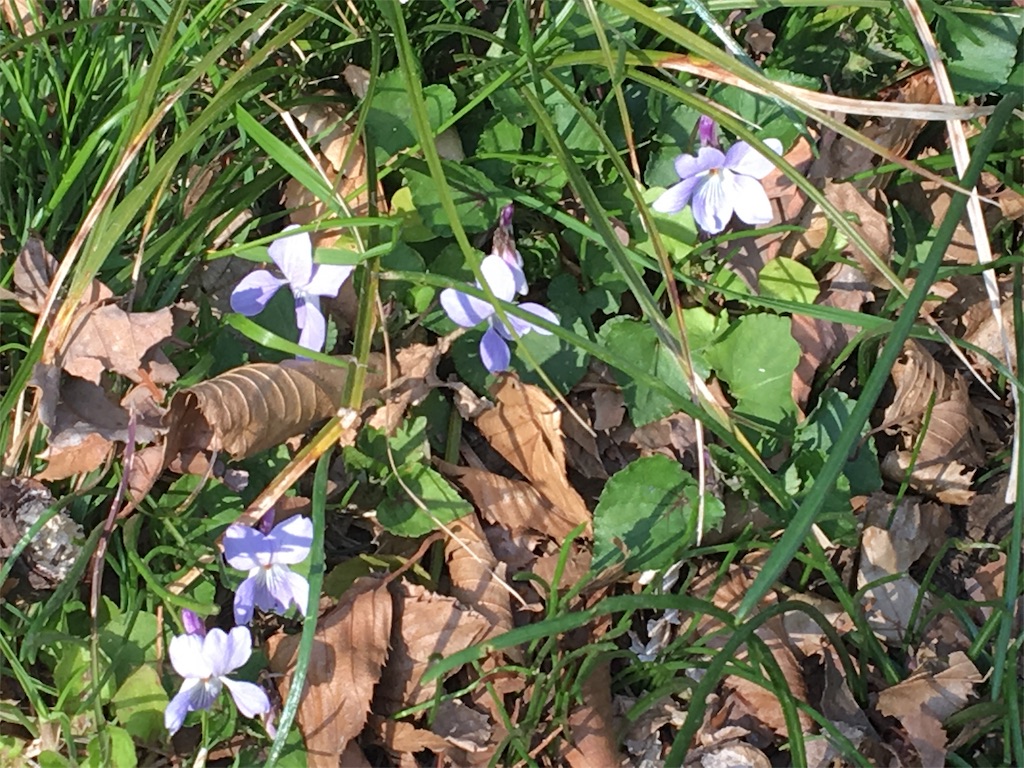 f:id:evergreen114:20170312202600j:image