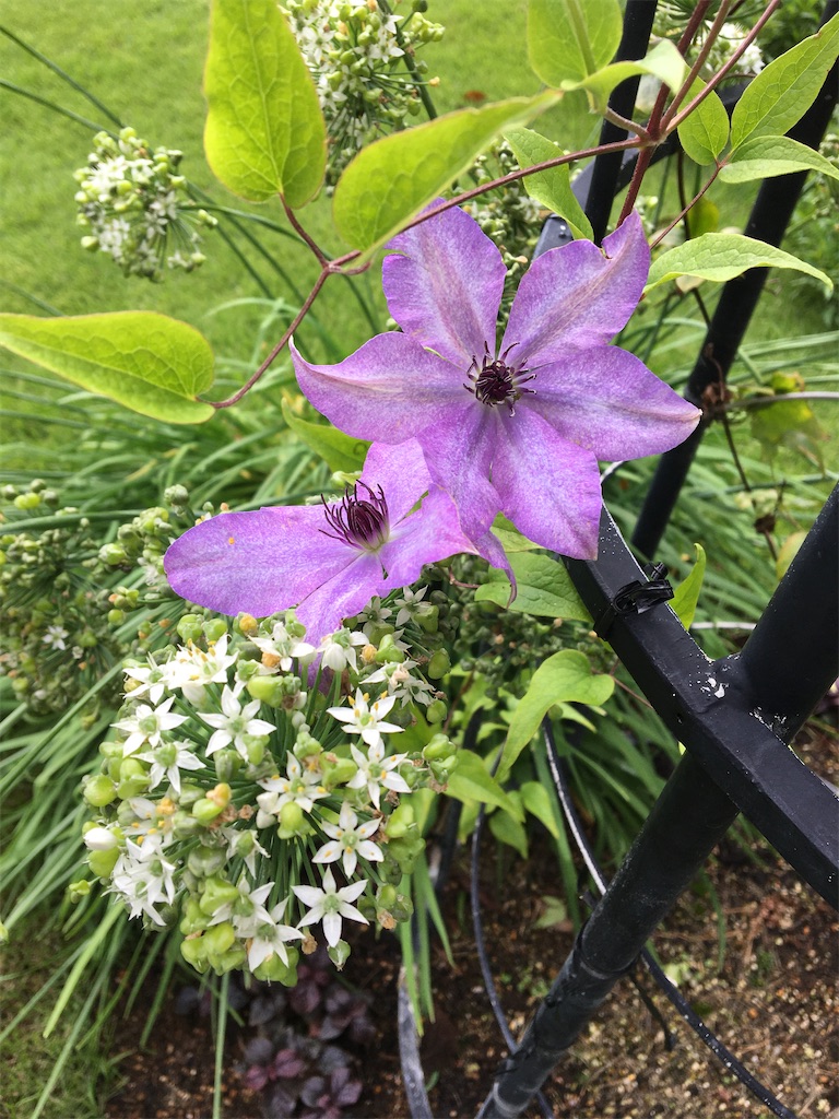 f:id:evergreen114:20200921220400j:image