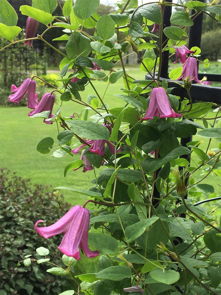 f:id:evergreen114:20200921220507j:image