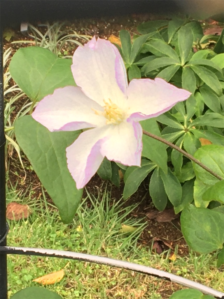 f:id:evergreen114:20200921220550j:image