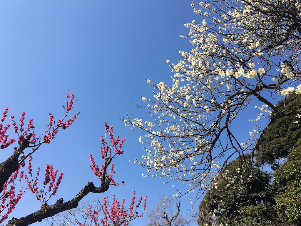f:id:evergreen114:20210301004014j:image