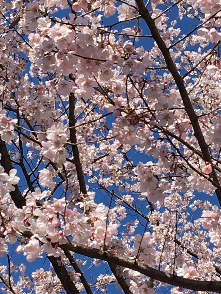 f:id:evergreen114:20210315000937j:image f:id:evergreen114:20210315000937j:image
