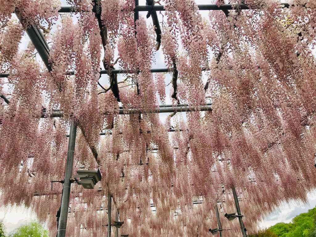 f:id:evergreen_92:20190427230521j:image