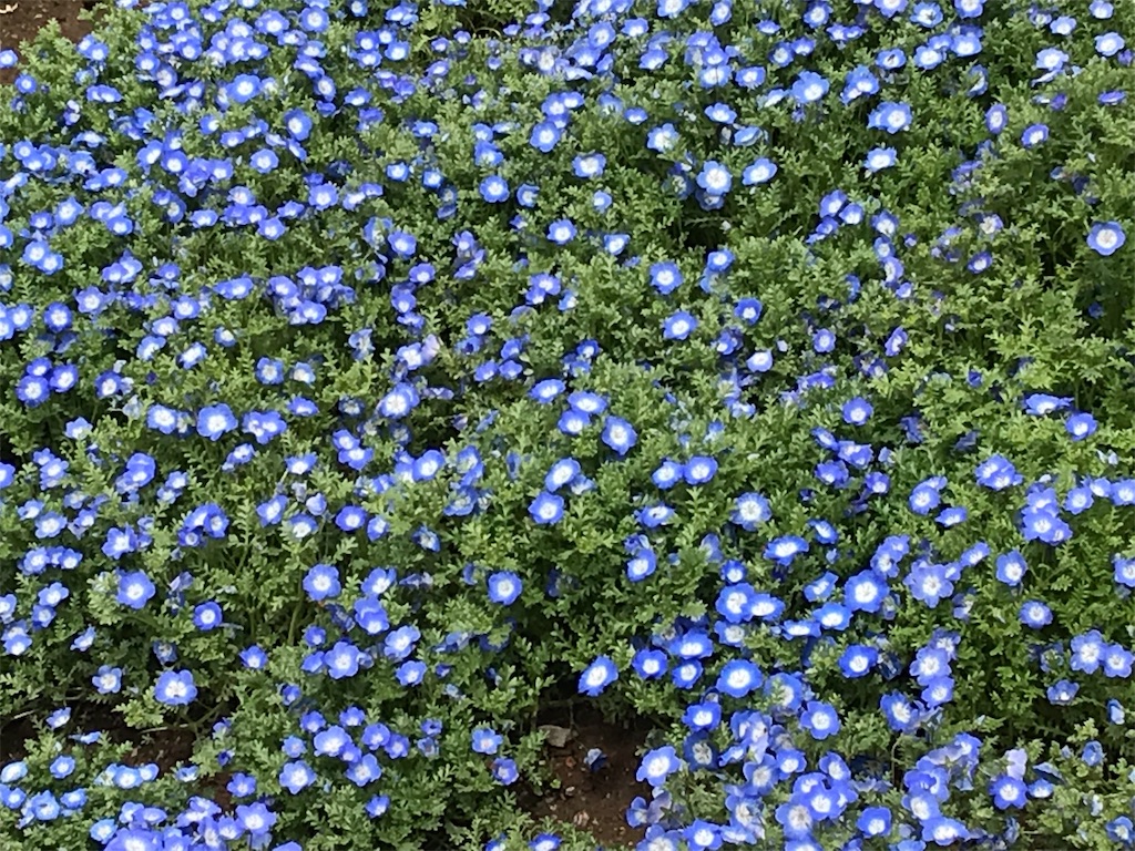 f:id:evergreen_92:20190427230525j:image