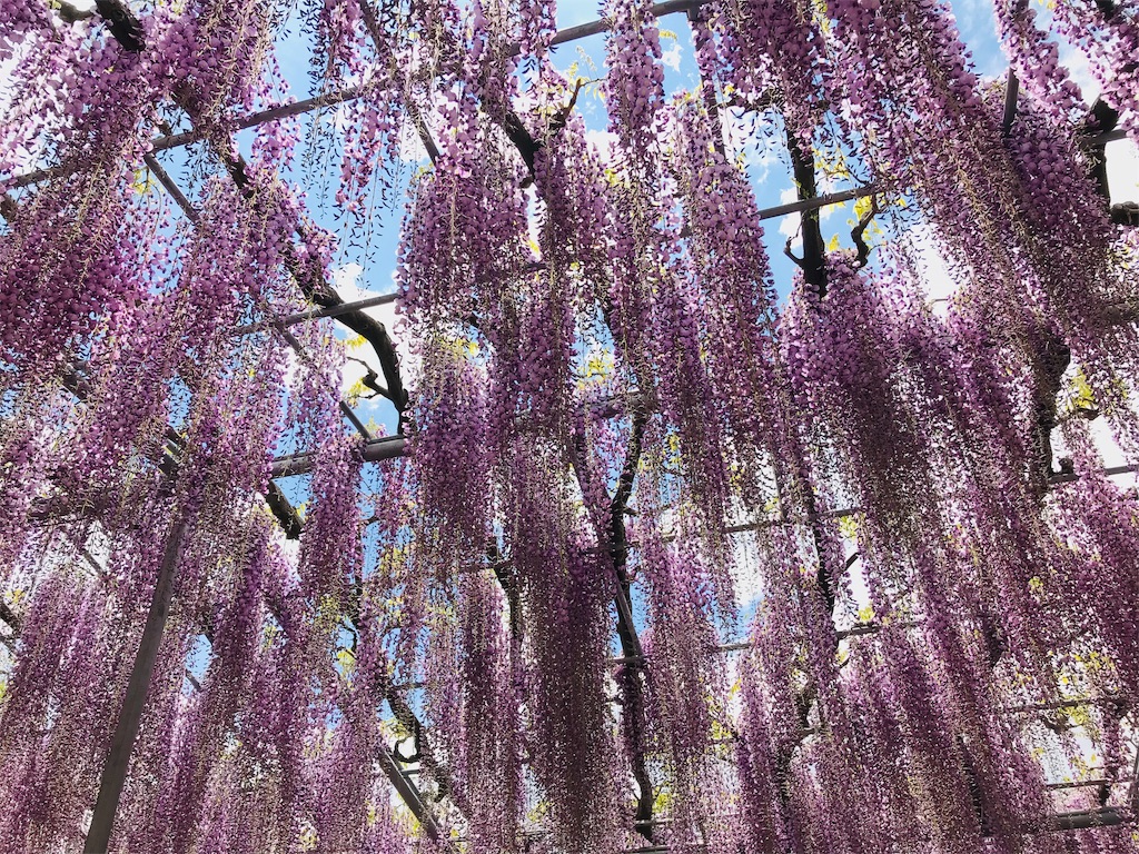 f:id:evergreen_92:20190427230546j:image