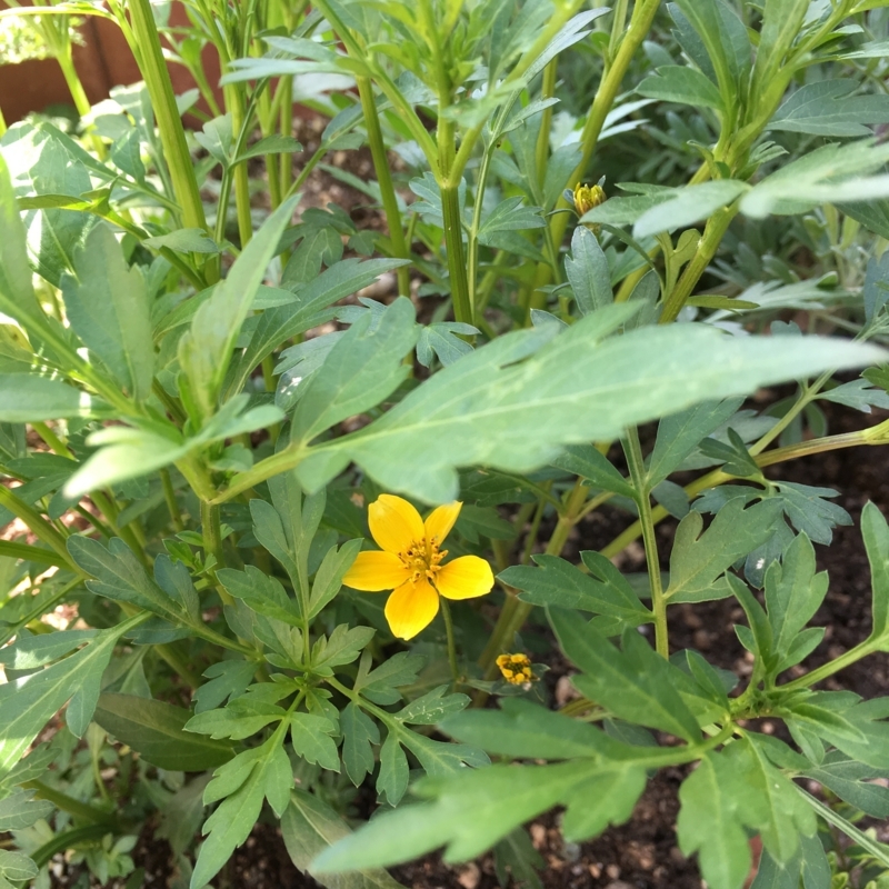 ウインターコスモス　ゴールドラッシュ