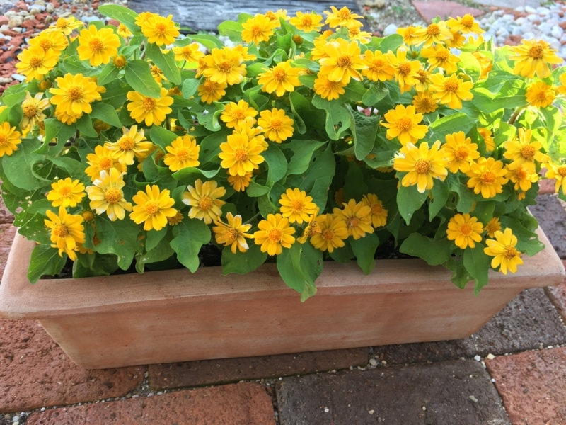 メランポジウム