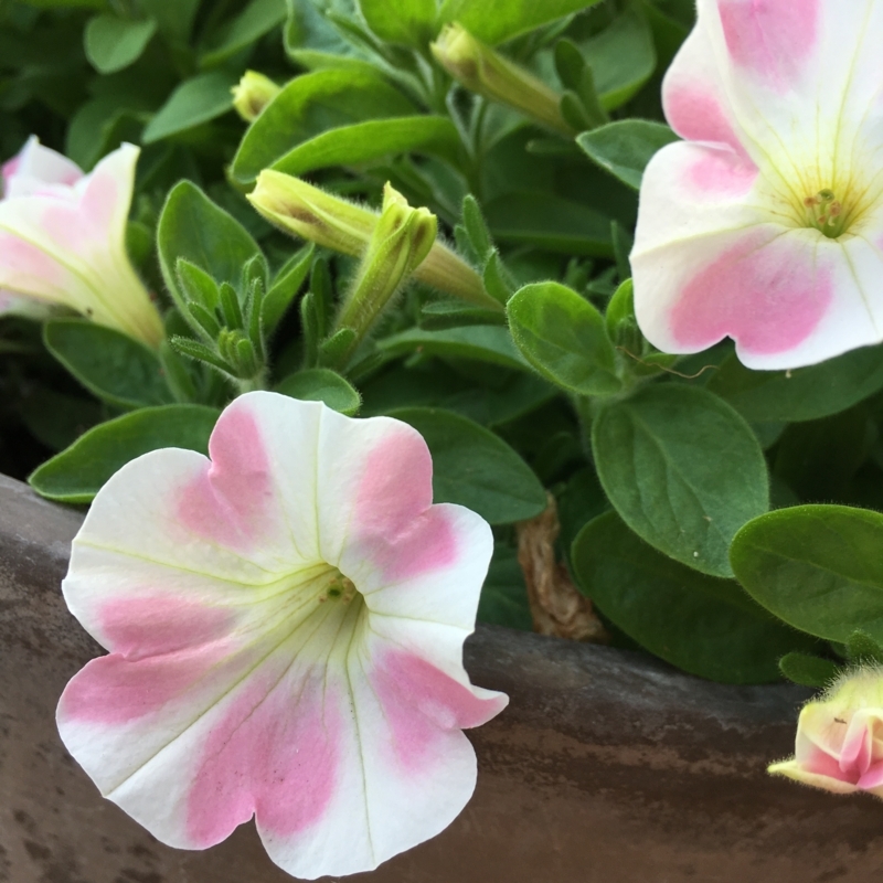 サフィニアアート