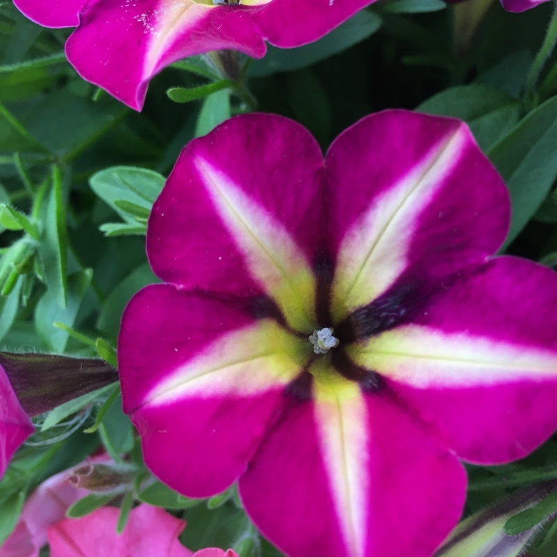 サフィニアアート