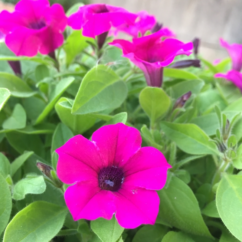 サフィニアブーケ