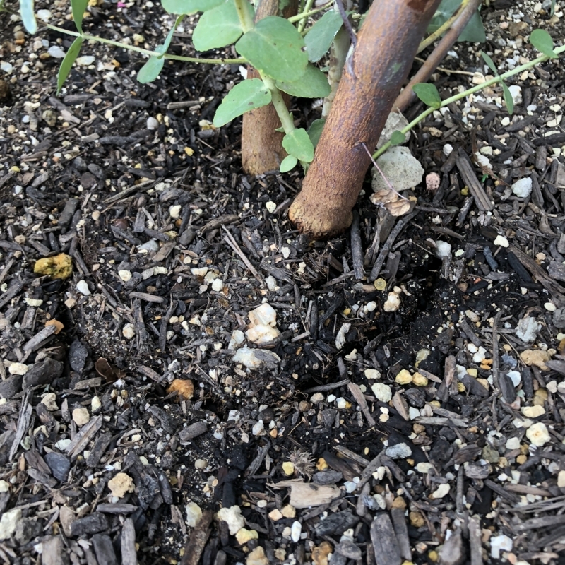 ユーカリ　台風