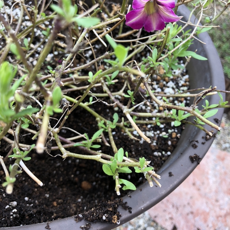 サフィニア　切戻し