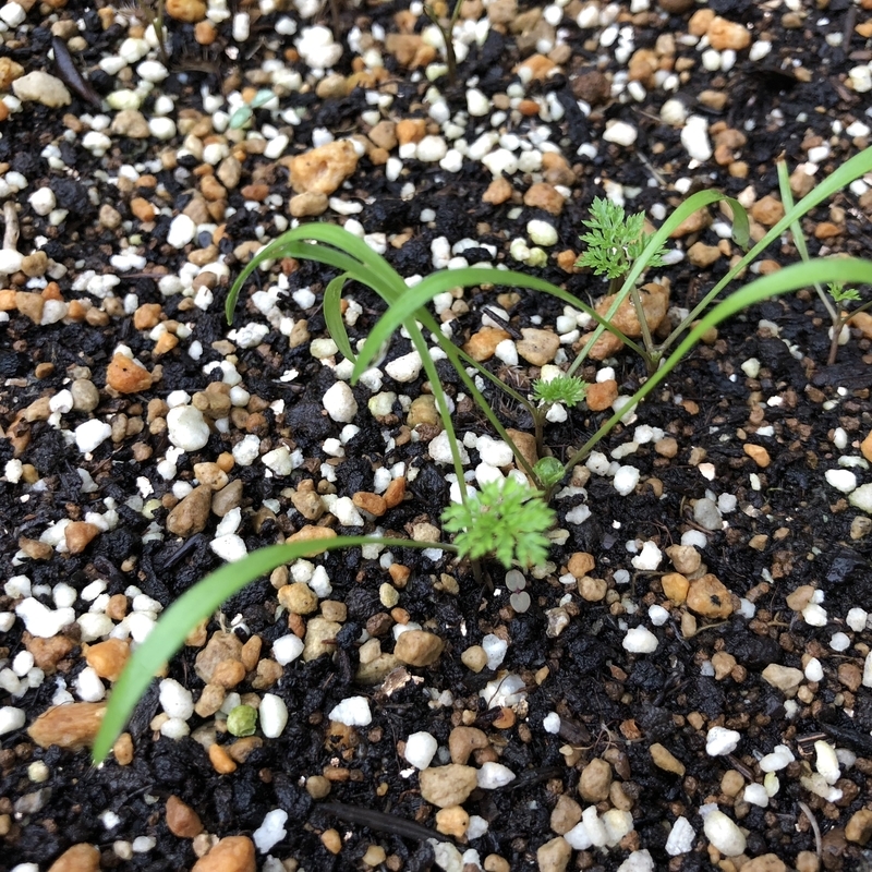 オルレアの種を植えたら芽がでました Flower Diary