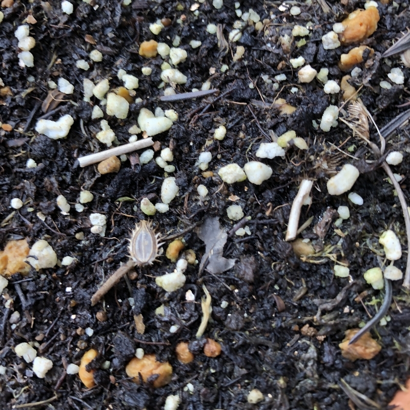 オルレアの種を植えたら芽がでました Flower Diary