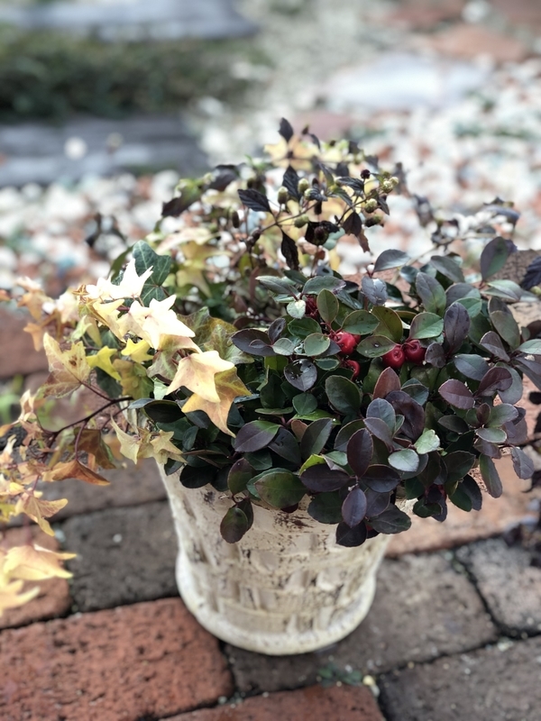 チェッカーベリーの寄せ植え