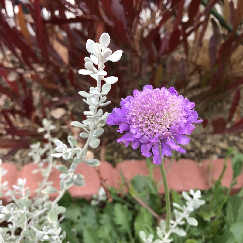 スカビオサ ブルーバタフライ開花 Flower Diary