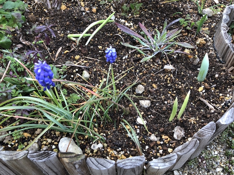 花壇　ムスカリ