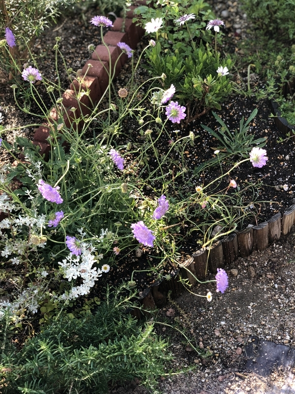 ブルーバタフライに青い蝶々がやってきました Flower Diary