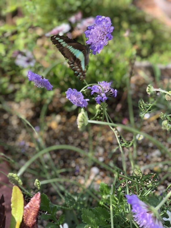 ブルーバタフライに青い蝶々がやってきました Flower Diary