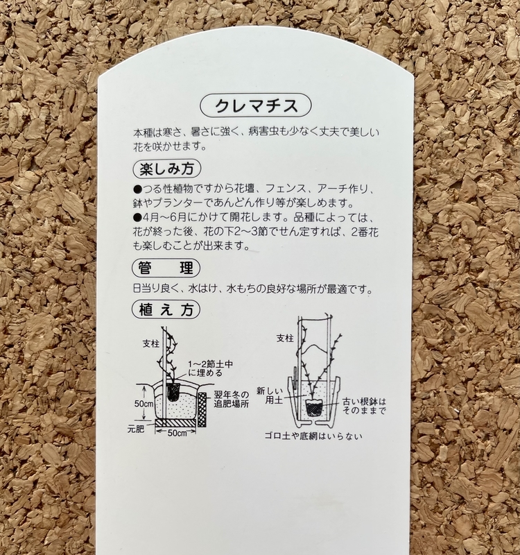 湘南のクレマチス　サーロモン