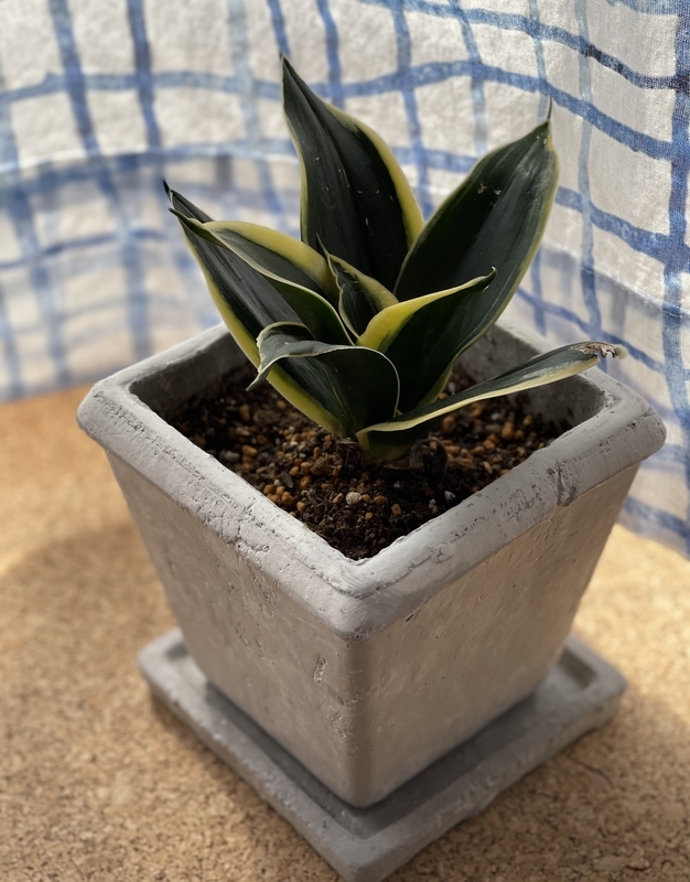 サンセベリア ブラックロータス