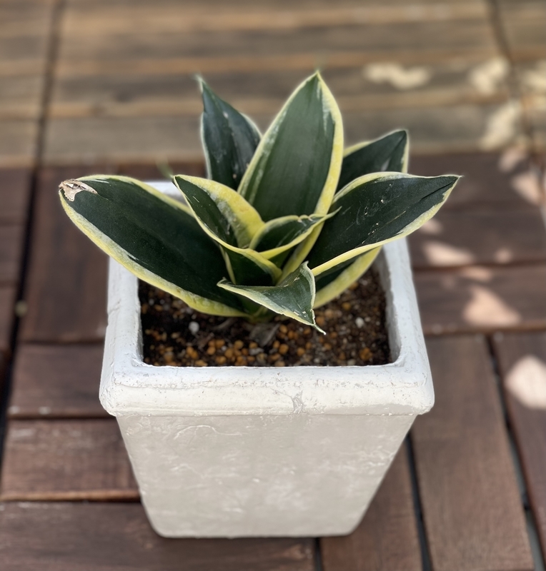 サンセベリア ブラックロータス