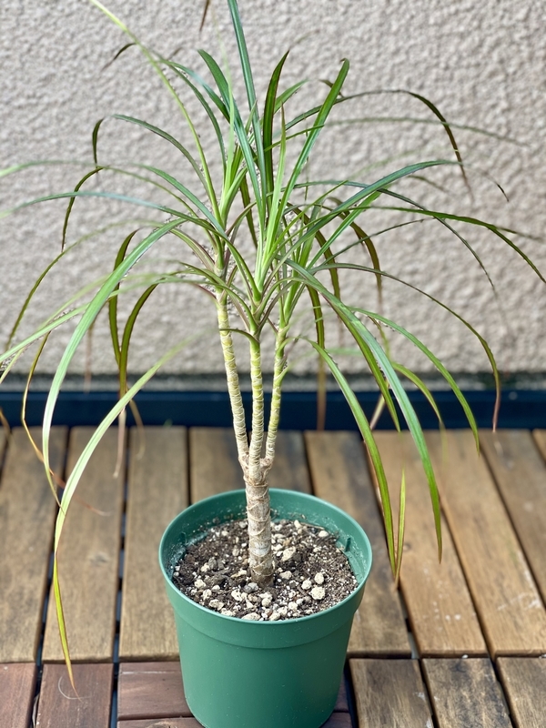 Ikeaで買ったドラセナと枯れてしまった観葉植物 Flower Diary