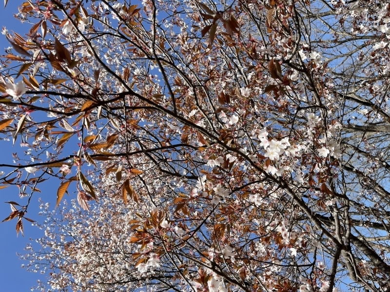 岩屋緑地　桜