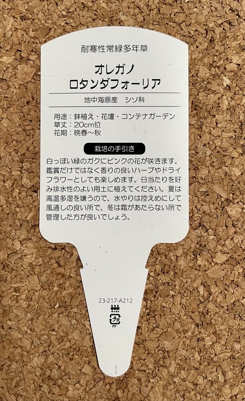オレガノ　ロタンダフォーリア