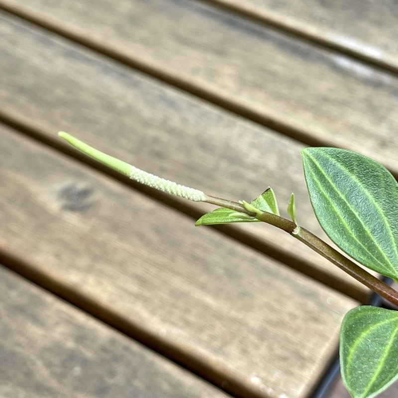 ペペロミア フォレットに花が咲きました Flower Diary