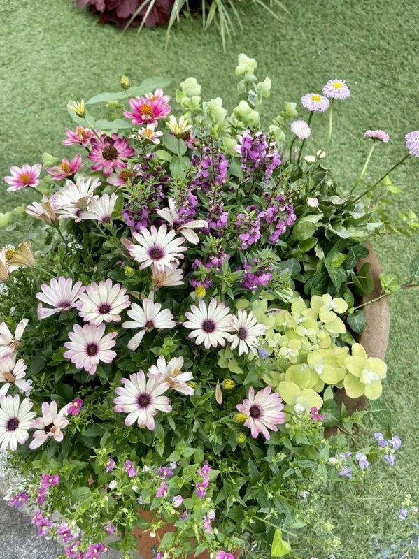 オステオスペルマム　寄せ植え