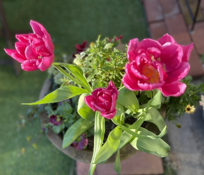 さくさくチューリップ