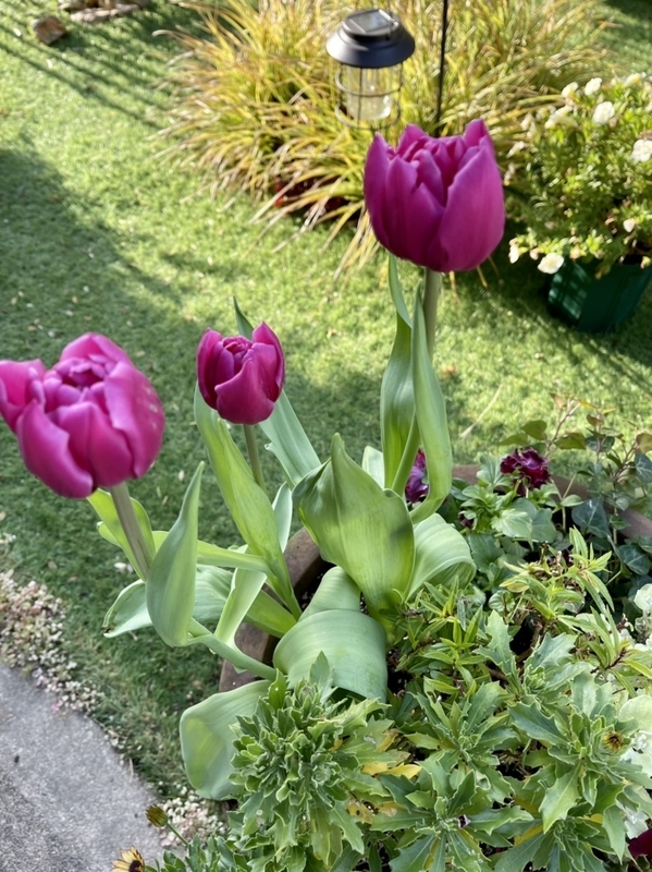 さくさくチューリップ