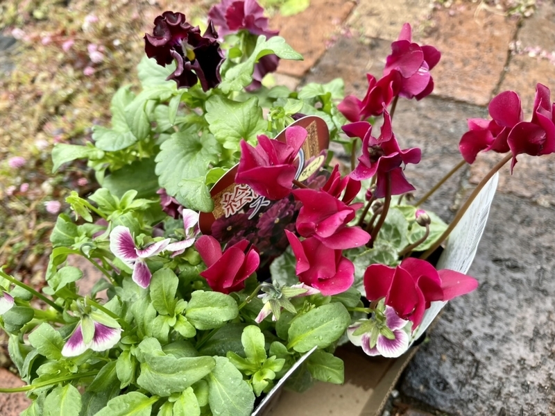 絵になるスミレ　