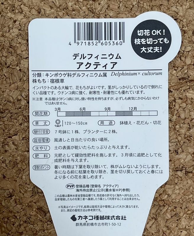 デルフィニウム　アクティア