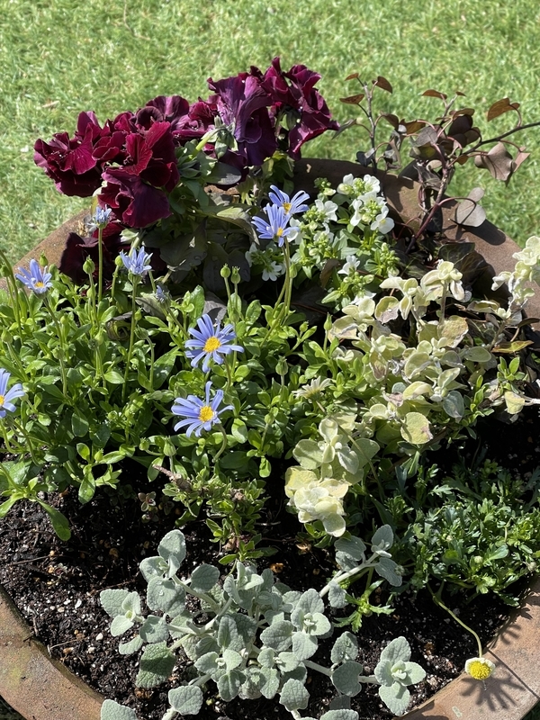 寄せ植えの様子 22年3月 ５月 Flower Diary